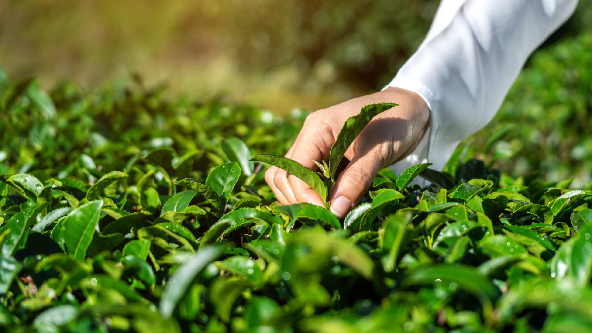 woman-picking-tea-leaves-by-hand-green-tea-farm